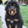 Tibetski mastif, štenci
