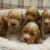 Štenci engleskog koker spanijela